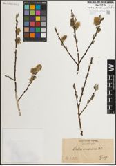 Foto von Salix muscina Dode ex Flod.